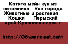 Котята мейн-кун из питомника - Все города Животные и растения » Кошки   . Пермский край,Красновишерск г.